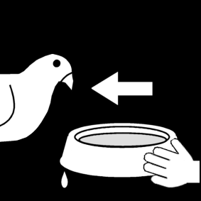give water to the pigeon